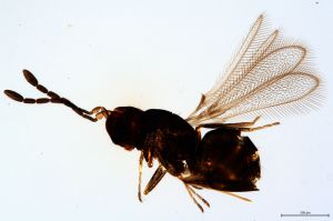 Th419-I-0 medius.jpg