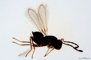 Th419-III-0 medius.jpg