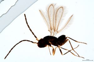 Th419-IV-0 medius male.jpg