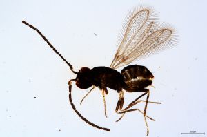Th419-V-0 medius male.jpg