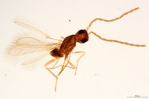 Th55-0 Anaphes medius male.jpg