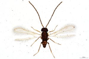 Th2181-0 medius male.jpg