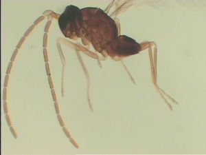 Th1009-1 medius cf. male.jpg