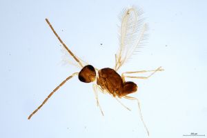 Th885-0 medius cf. male.jpg