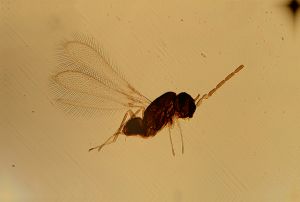 Th930-1 medius male.jpg