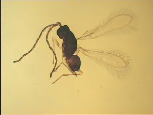 Th950 medius cf. male.jpg