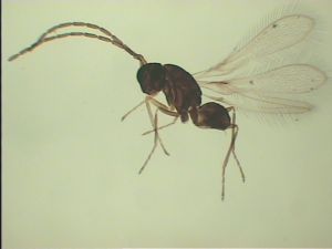 Th991 medius cf. male.jpg
