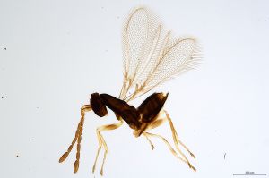 Th1495-0  medius.jpg