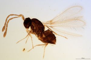 Th1154-0  medius.jpg