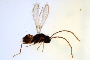 Th2205-0 medius male.jpg