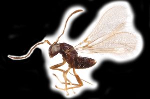 Th3308-0  nitens.png