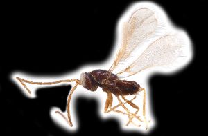 Th3310-0 nitens male.png