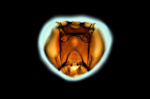 Th3938-0 nitens male.png