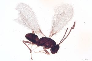 Th2446-I-0 nitens.jpg