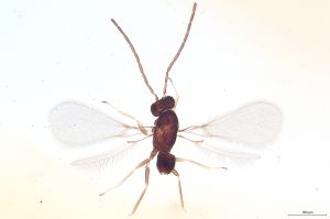 Th2446-II-0 nitens male.jpg