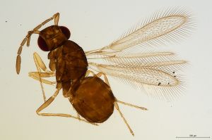 Th564-0 obscurus.jpg