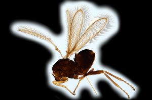 Th1531-0 regulus.png