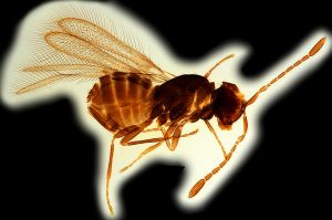 Th1608-0 regulus.png