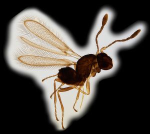 Th1610-0 regulus.png