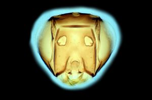 Th178-I-0-1 regulus.png