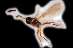 Th3353-0 regulus Pltype.png