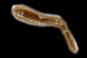 regulus Walker Ltype 0-1.png