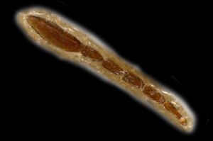 regulus Walker Ltype 0-2.png