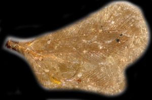 regulus Walker Ltype 0-4-1.png