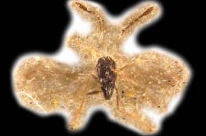 regulus Walker Ltype 0.png