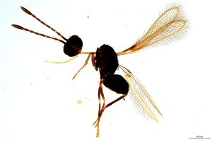 Th1530-0 regulus.jpg