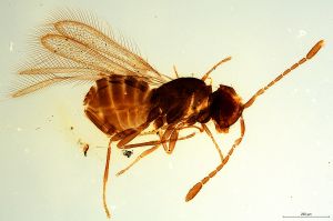 Th1608-0 regulus.jpg