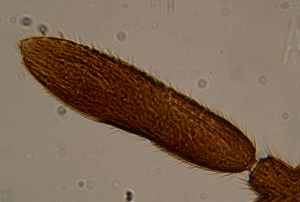 Th1531-5 regulus.jpg