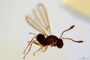 Th1610-0 regulus.jpg