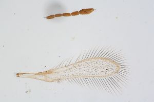 Th175-0 silesicus.jpg