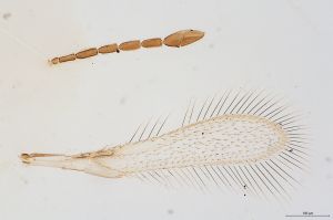 Th177-0 silesicus.jpg