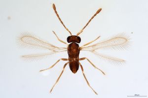 Th1784-0 silesicus BMNH.jpg