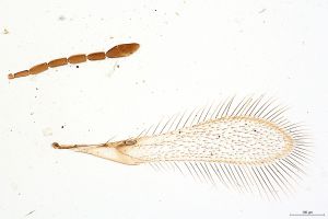 Th214-0 silesicus.jpg