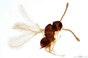 Th227-0 silesicus.jpg