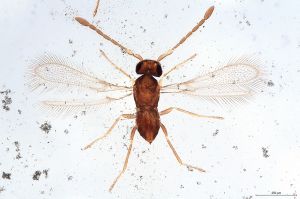 Th24-I-0 silesicus.jpg