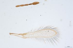 Th242-0 cf. silesicus.jpg