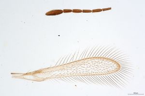 Th245-0 cf. silesicus.jpg