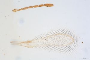 Th249-0 silesicus.jpg