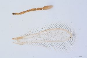 Th251-0 silesicus.jpg