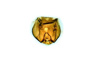 Th3287-0 ex Brachypterus másolata.png