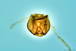 Th3287-0 ex Brachypterus.png