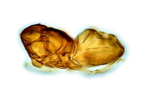 Th3287-0-5 másolata.png