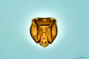 Th3288-0 ex Brachypterus male.png