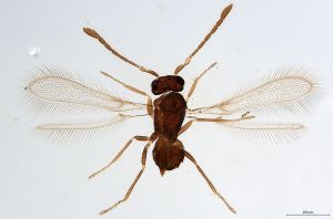 Th332-0 silesicus.jpg