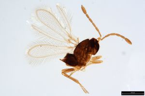 Th408-0 silescus.jpg