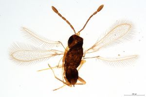 Th414-0 silesicus.jpg